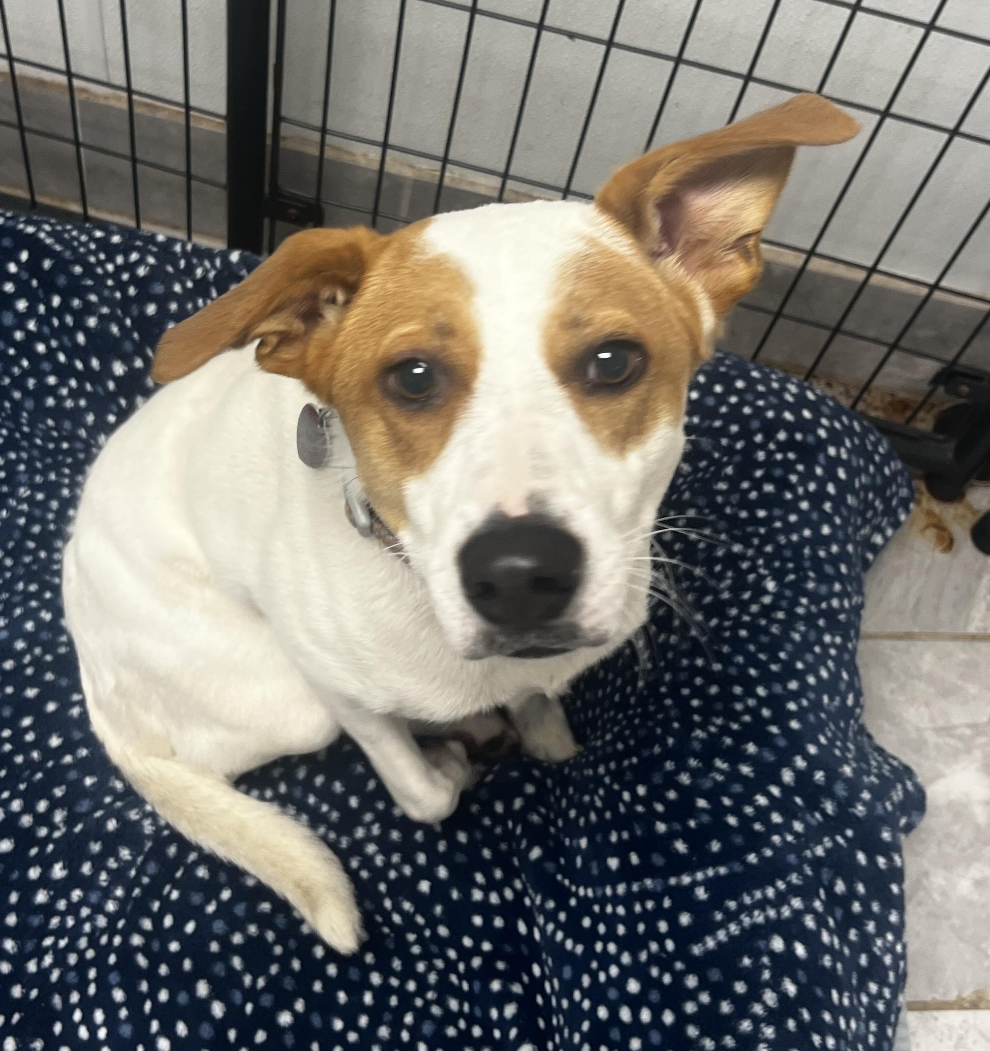 Enlarge Chestnut, a Adoptable mixed breed in Lexington, KY image 4/4