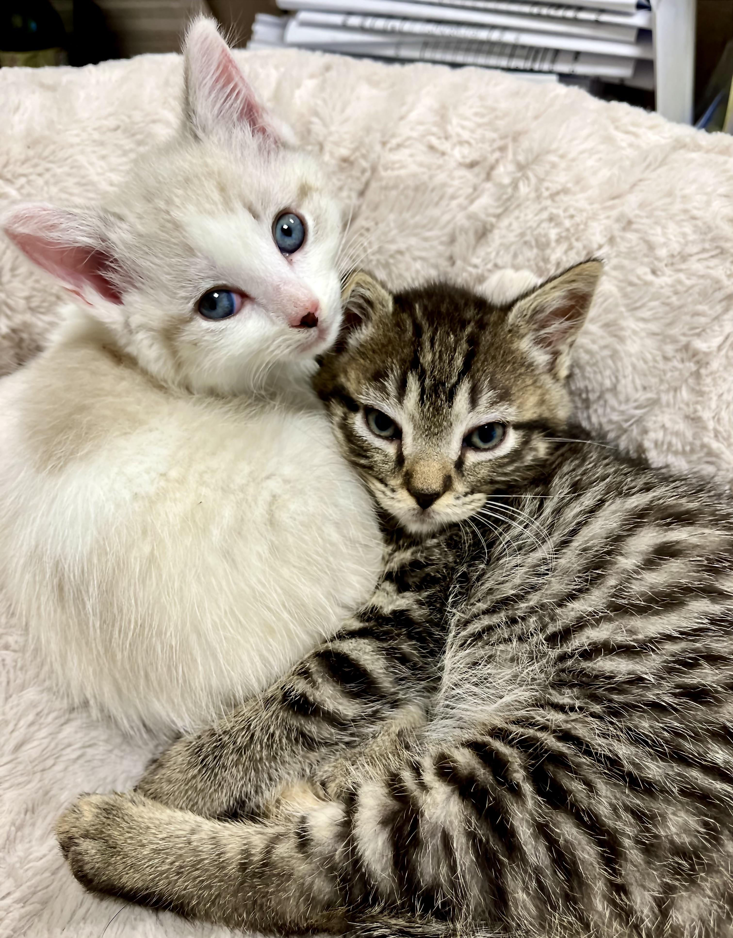 Lucy and Ricky, a Adoptable mixed breed in Greenwich, CT image 1/3
