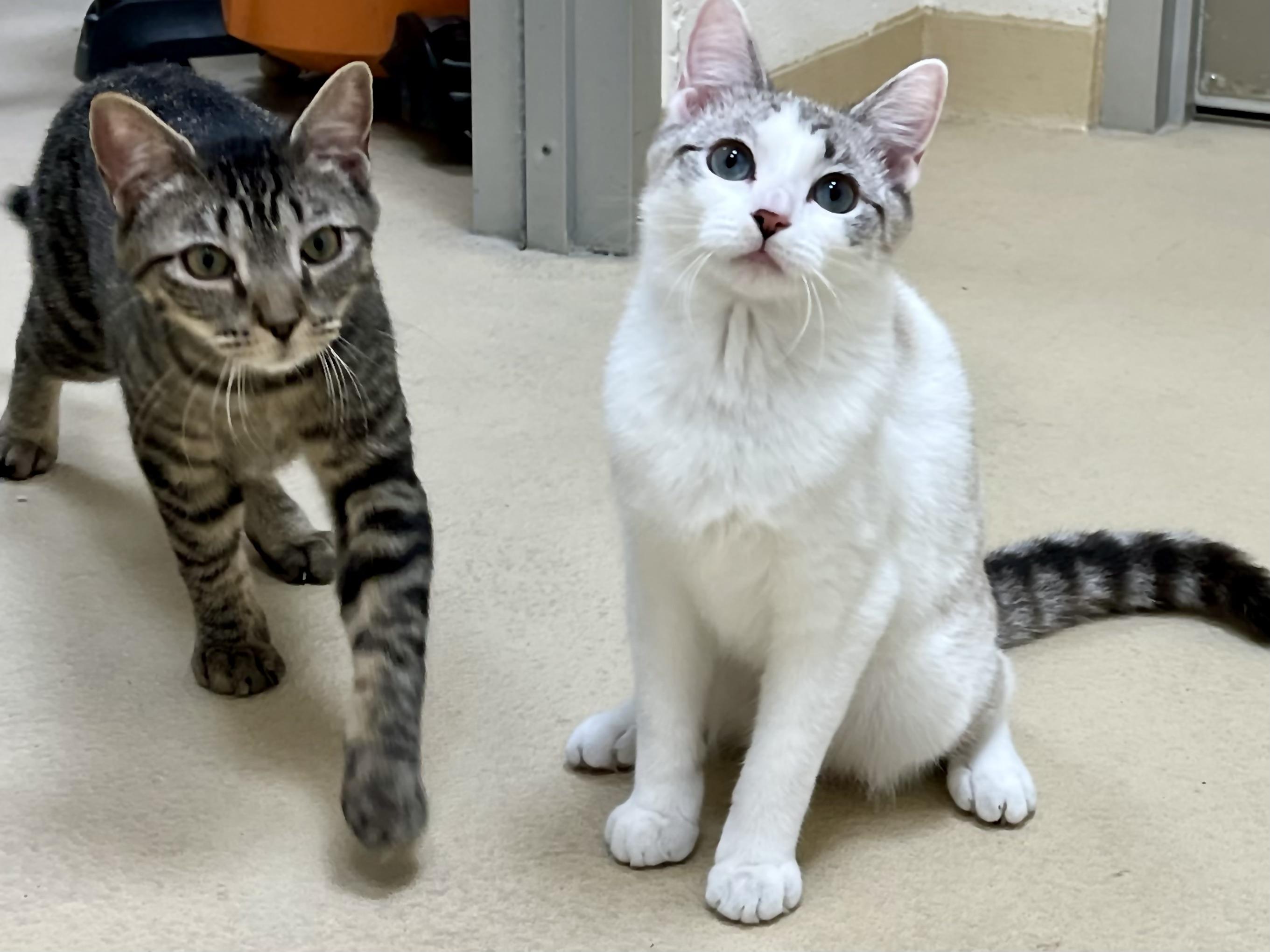 Lucy and Ricky, a Adoptable mixed breed in Greenwich, CT image 2/3