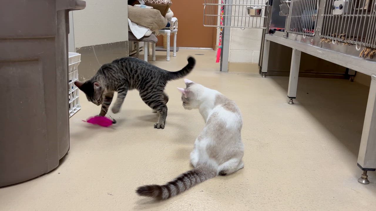 Enlarge Lucy and Ricky, a Adoptable mixed breed in Greenwich, CT video 3/3