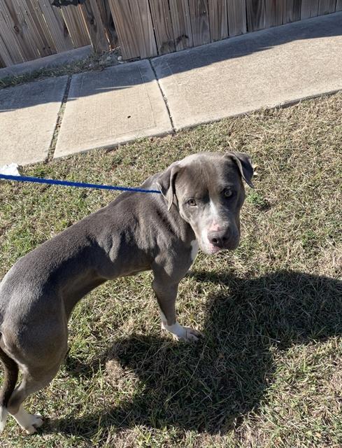 Enlarge LAYLA, a Adoptable Pit Bull Terrier in Killeen, TX image 1/1