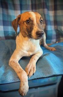 Sprite- Puppy #3 (CoPAC Litter #9/2025), Adoptable, Young Male Chihuahua & Terrier.