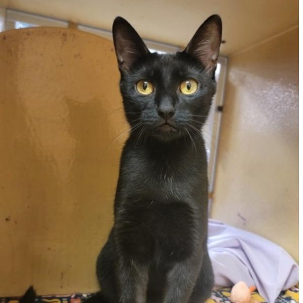 Molly, adopted, Adult Female Domestic Short Hair.