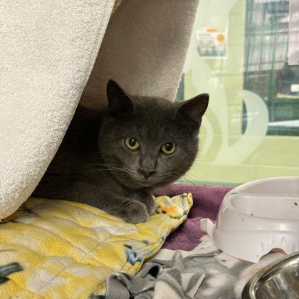 Enlarge London Fog, a Adoptable mixed breed in Madison, WI image 1/3