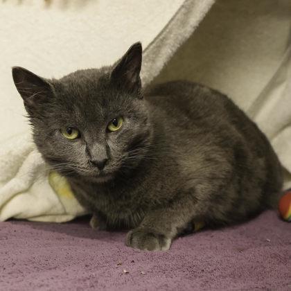 Enlarge London Fog, a Adoptable mixed breed in Madison, WI image 2/3