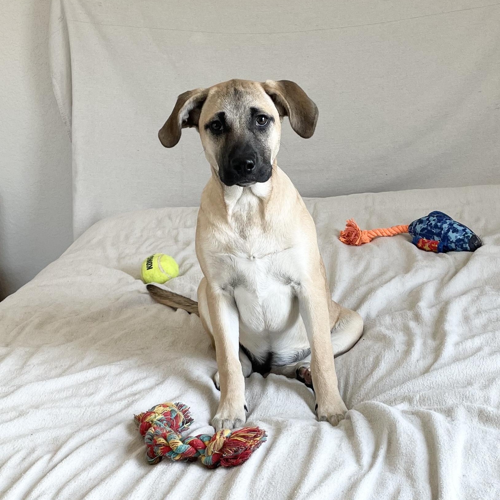 Enlarge Sweet Moana, a Adoptable mixed breed in West Hartford , CT image 3/5