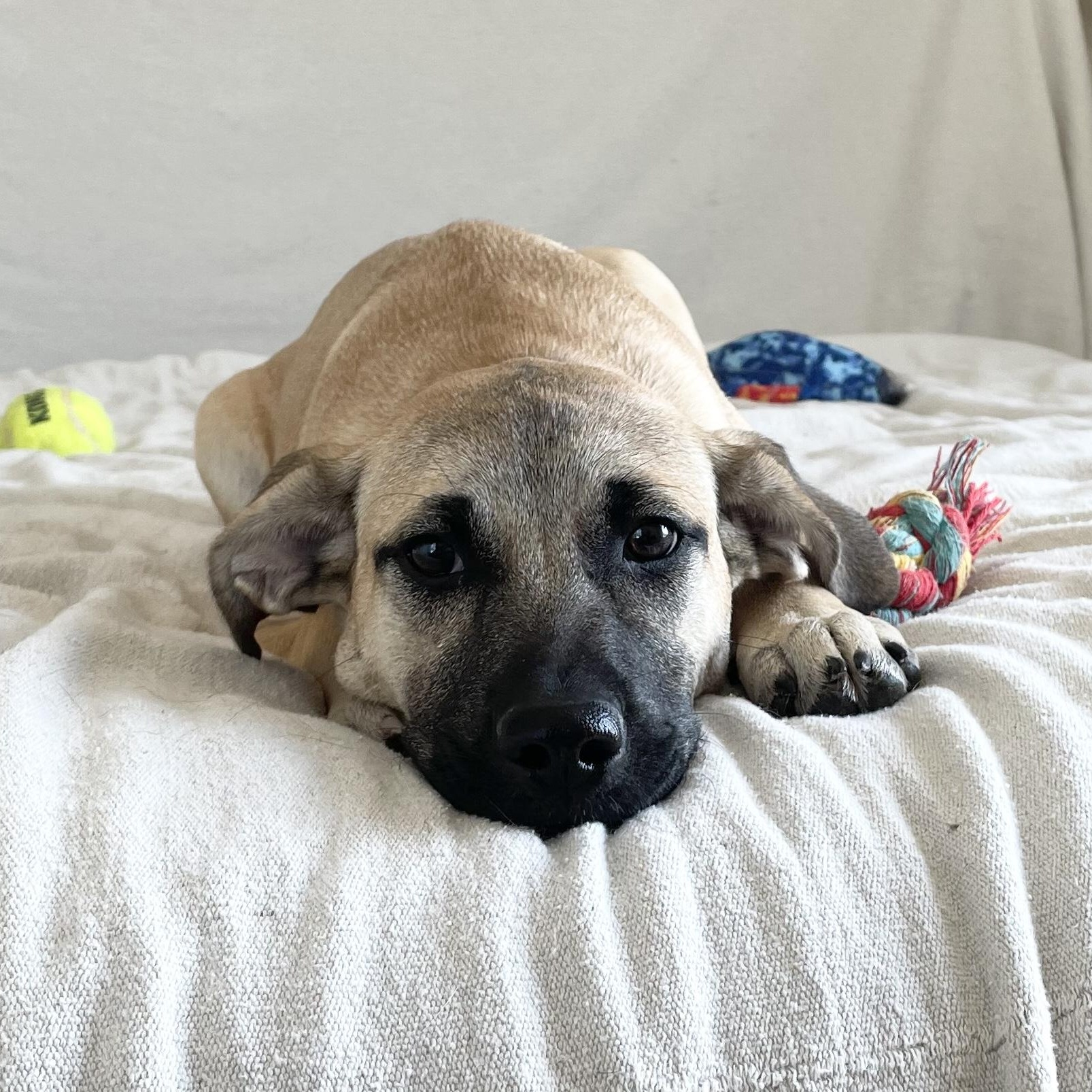 Enlarge Sweet Moana, a Adoptable mixed breed in West Hartford , CT image 2/5