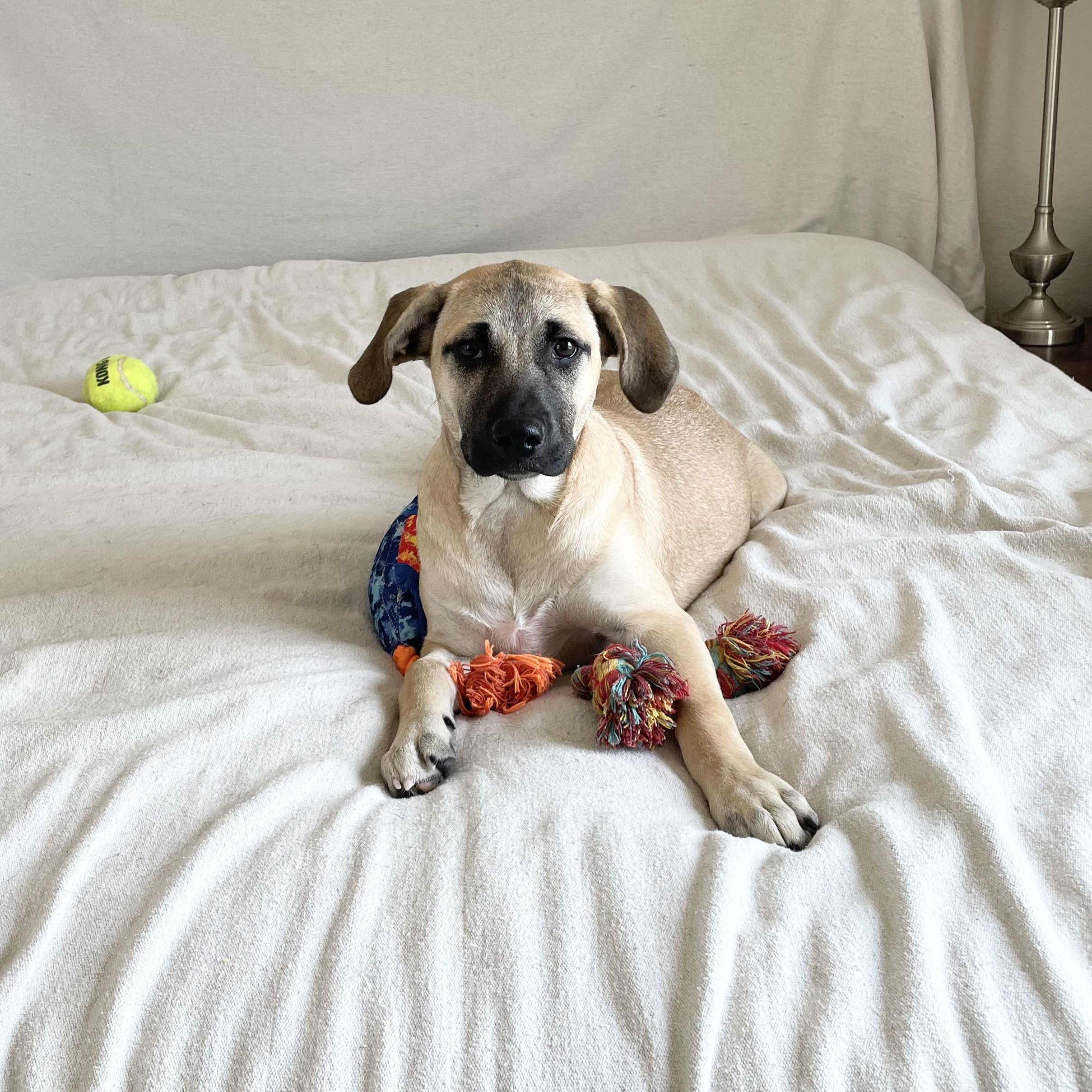 Enlarge Sweet Moana, a Adoptable mixed breed in West Hartford , CT image 5/5