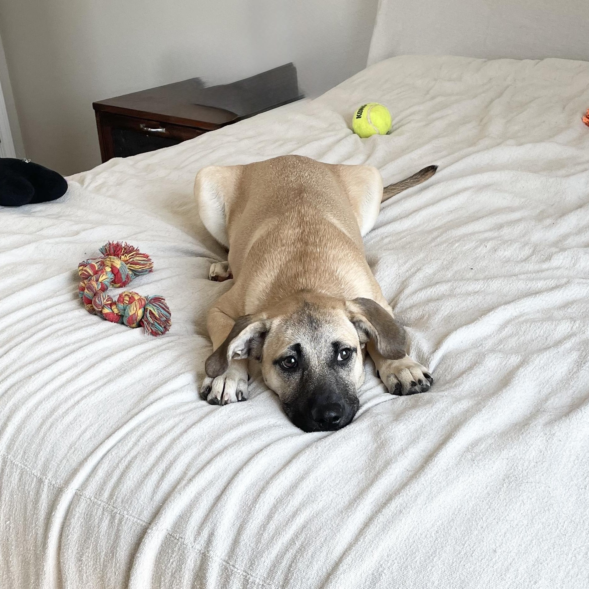 Enlarge Sweet Moana, a Adoptable mixed breed in West Hartford , CT image 4/5
