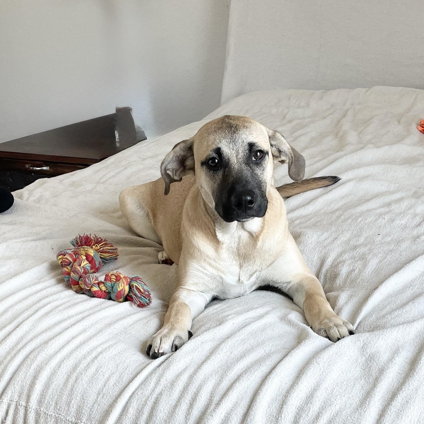Enlarge Sweet Moana, a Adoptable mixed breed in West Hartford , CT image 1/5