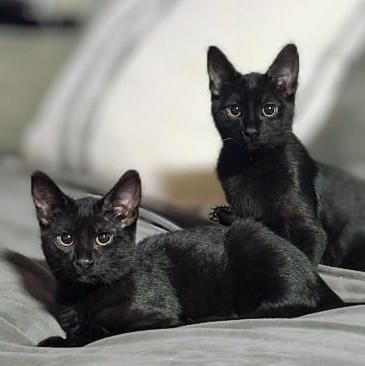 Enlarge Pickles & Pepper (Bonded Pair), a Adoptable Domestic Short Hair in Plymouth, MN image 1/5