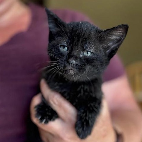 Enlarge Pickles & Pepper (Bonded Pair), a Adoptable Domestic Short Hair in Plymouth, MN image 4/5