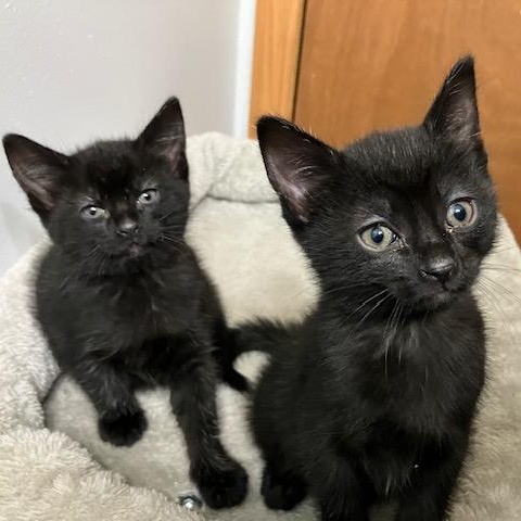 Enlarge Pickles & Pepper (Bonded Pair), a Adoptable Domestic Short Hair in Plymouth, MN image 2/5