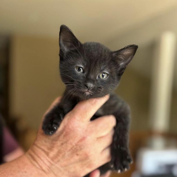 Enlarge Pickles & Pepper (Bonded Pair), a Adoptable Domestic Short Hair in Plymouth, MN image 3/5