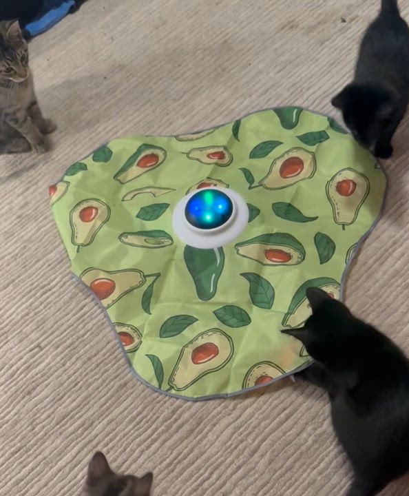 Enlarge Pickles & Pepper (Bonded Pair), a Adoptable Domestic Short Hair in Plymouth, MN video 5/5