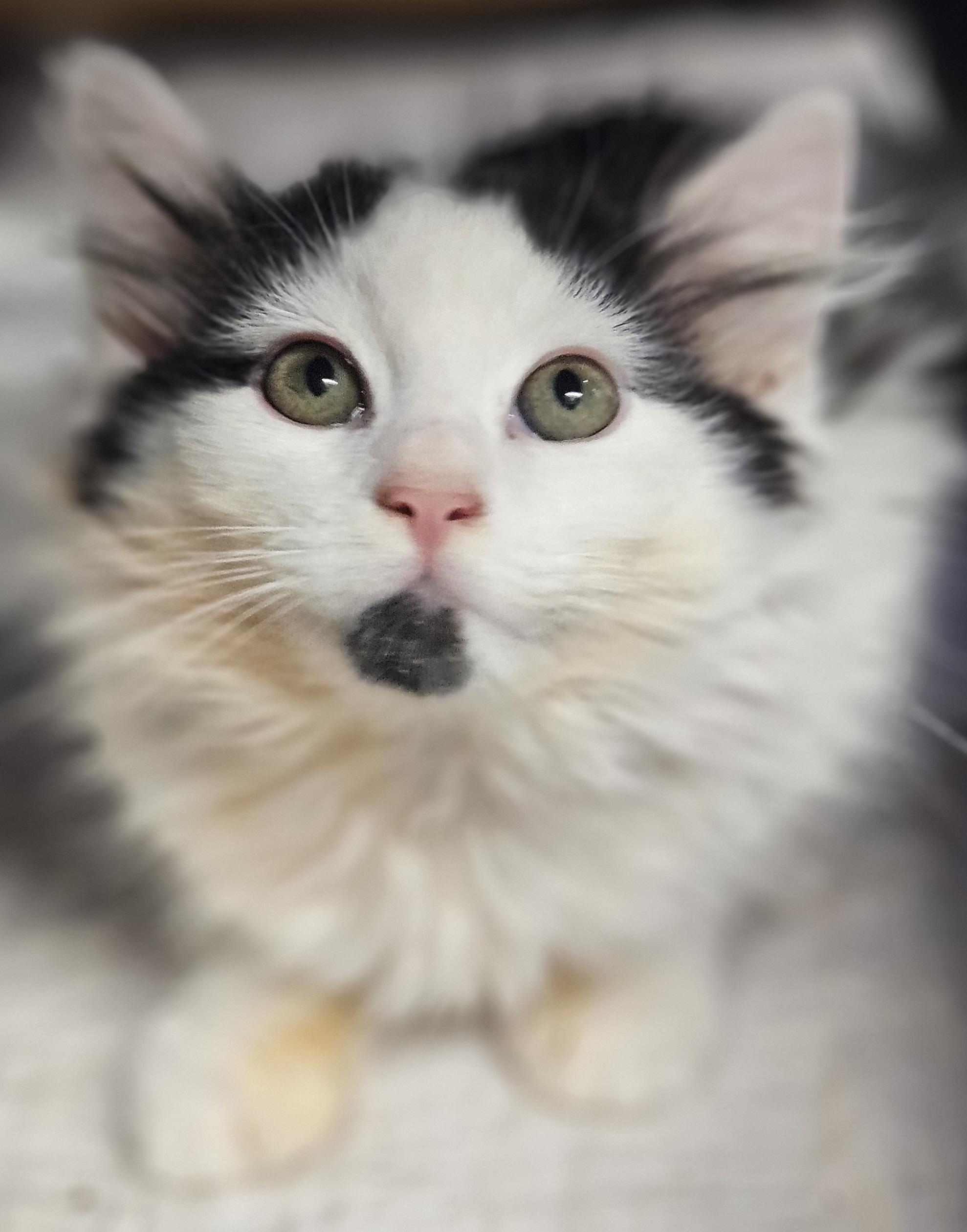 Fennel, a ADOPTABLE mixed breed in Berlin, CT image 3/6