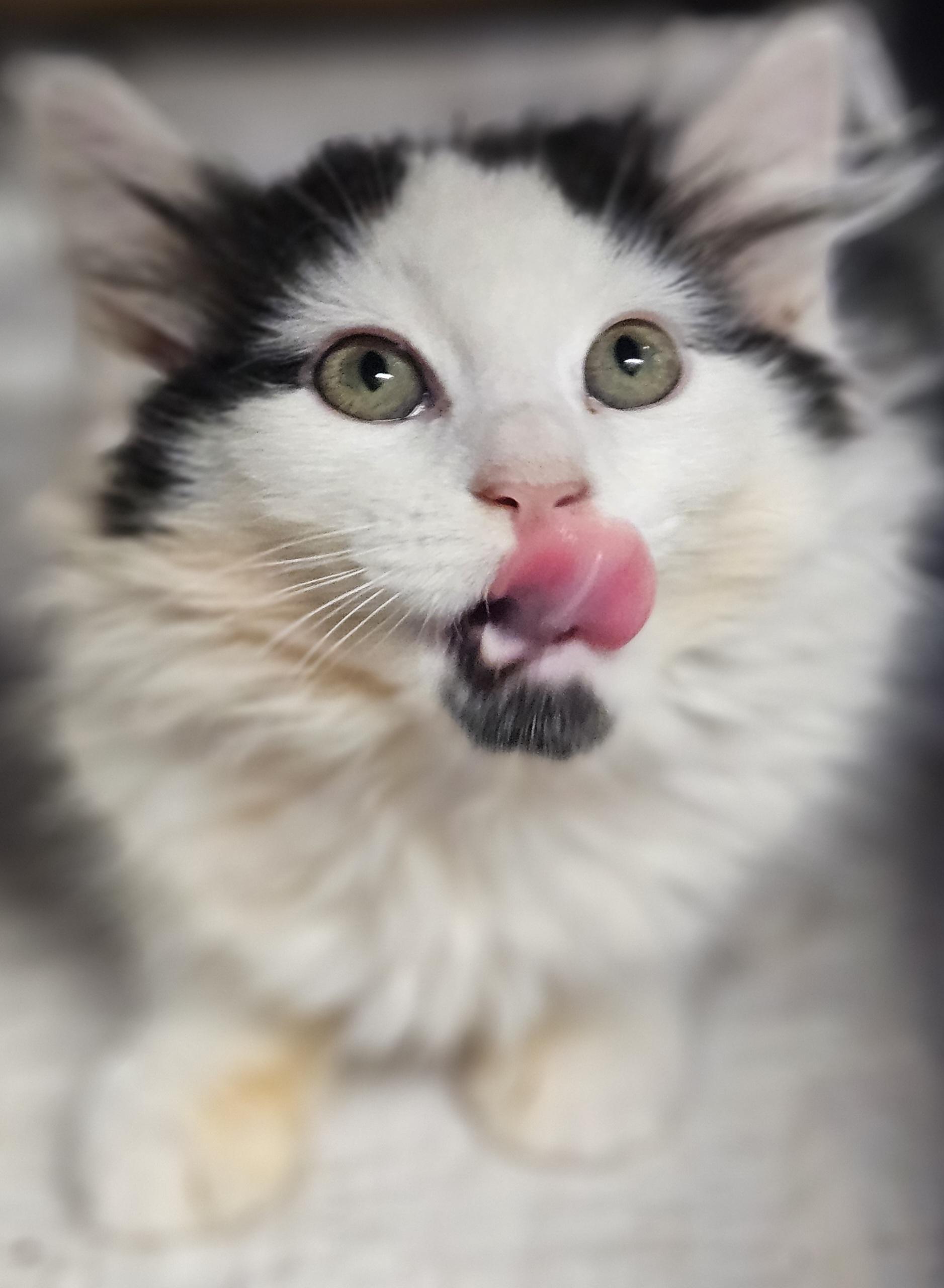 Fennel, a ADOPTABLE mixed breed in Berlin, CT image 5/6