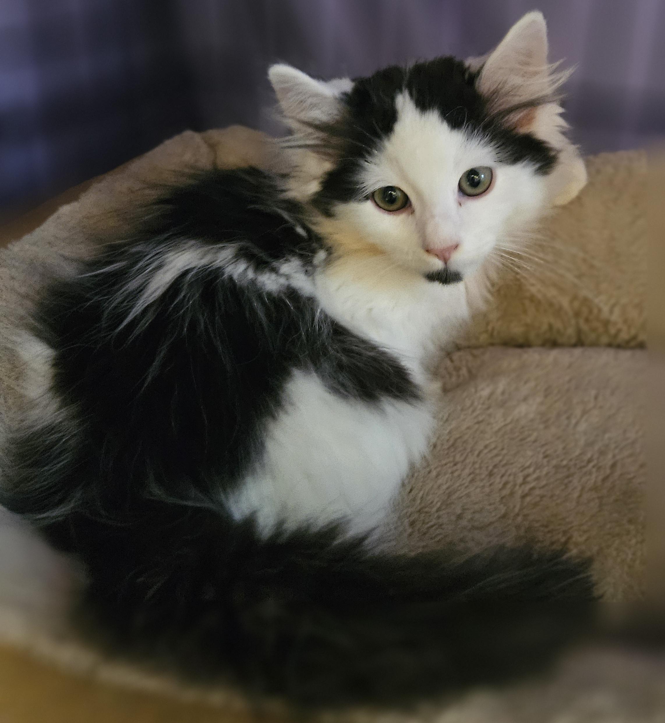 Fennel, a ADOPTABLE mixed breed in Berlin, CT image 2/6