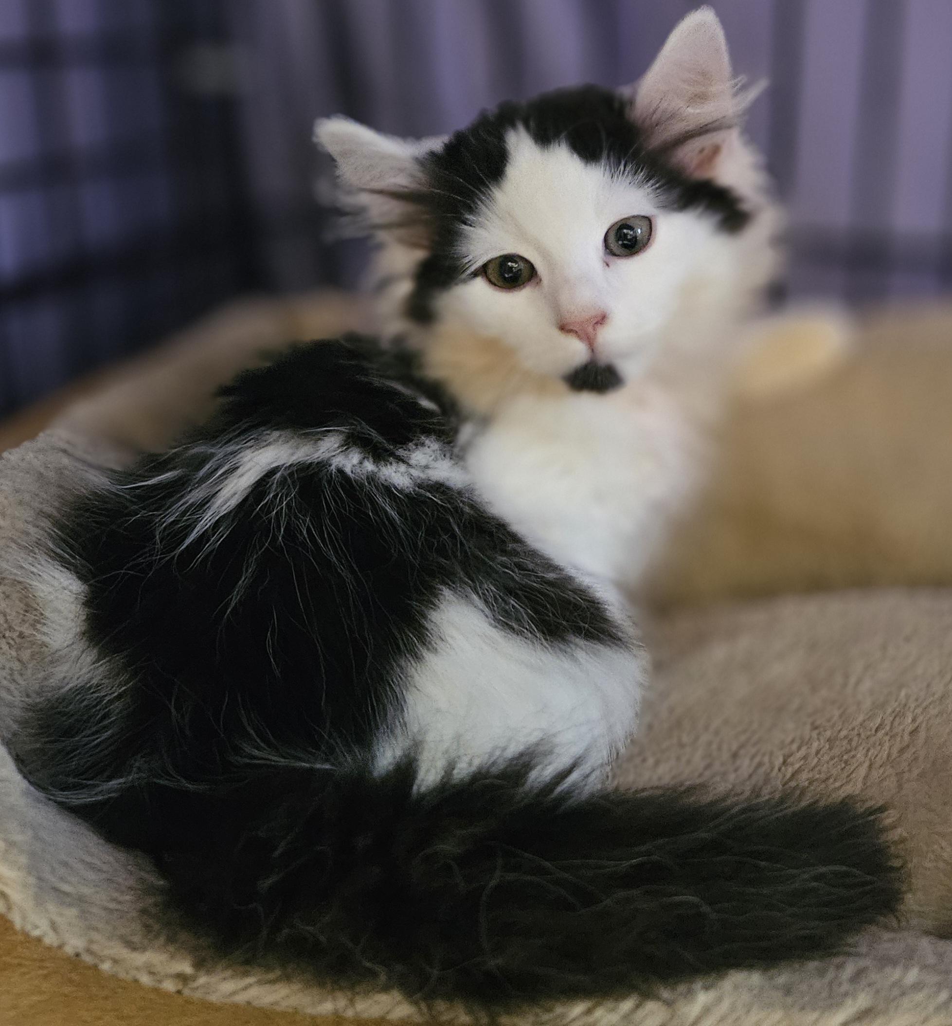 Fennel, a ADOPTABLE mixed breed in Berlin, CT image 6/6