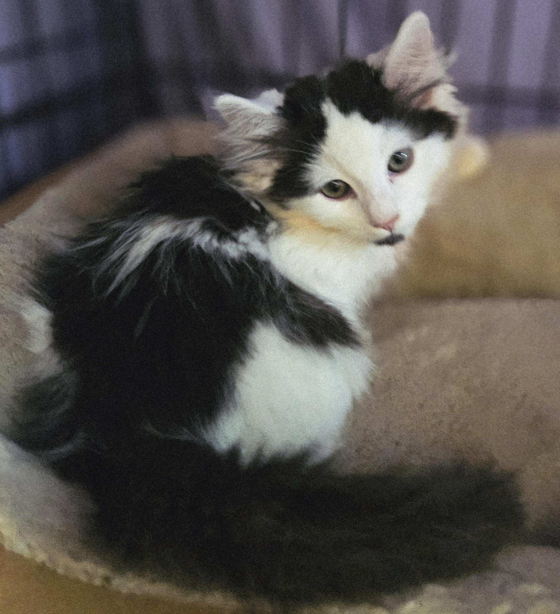 Fennel, a ADOPTABLE mixed breed in Berlin, CT image 4/6