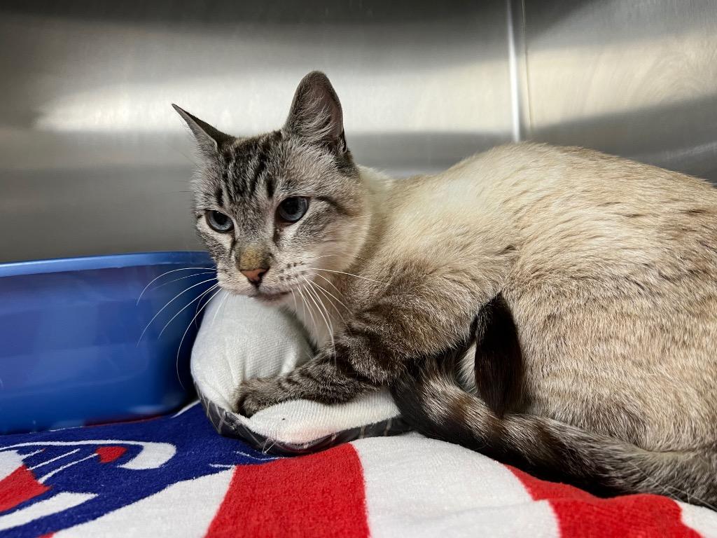 Herman, Adopted, Senior Male Siamese.