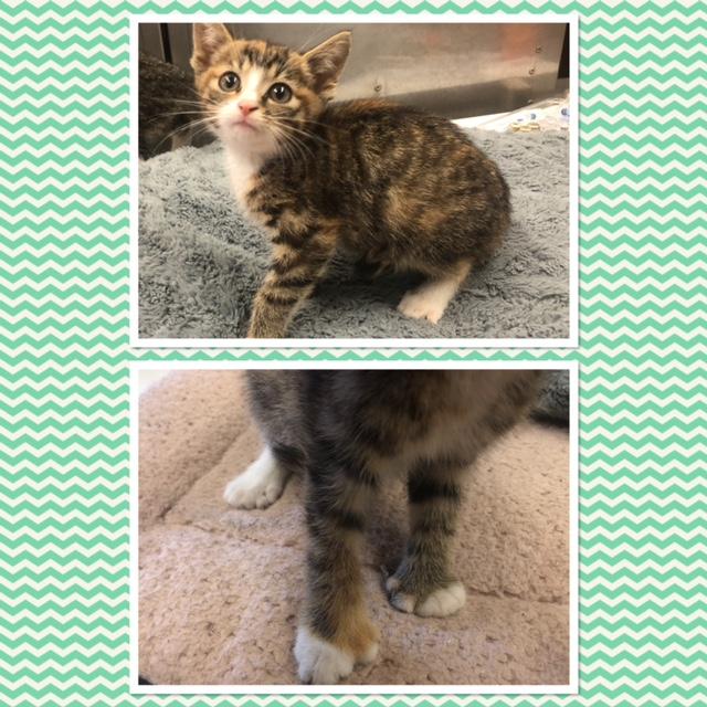 SUNFYRE, ADOPTABLE, Kitten Female Domestic Short Hair.