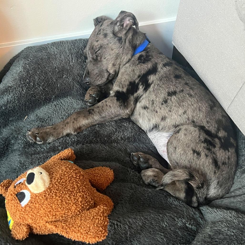 Lil, Adoptable, Puppy Female Shepherd.