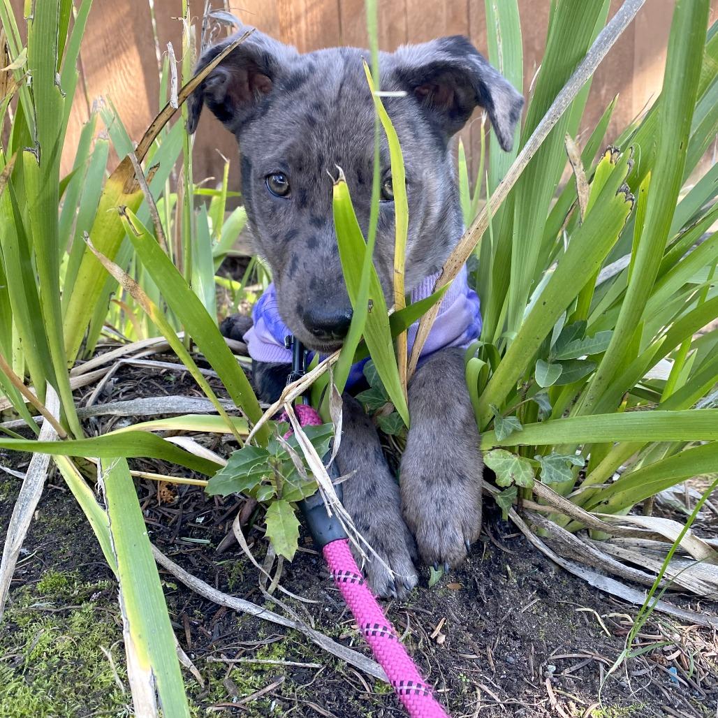 Enlarge Lil, a Adoptable mixed breed in Woodinville, WA image 2/6