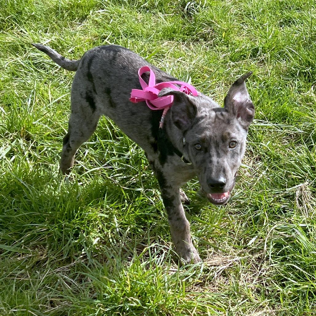 Enlarge Lil, a Adoptable mixed breed in Woodinville, WA image 3/6