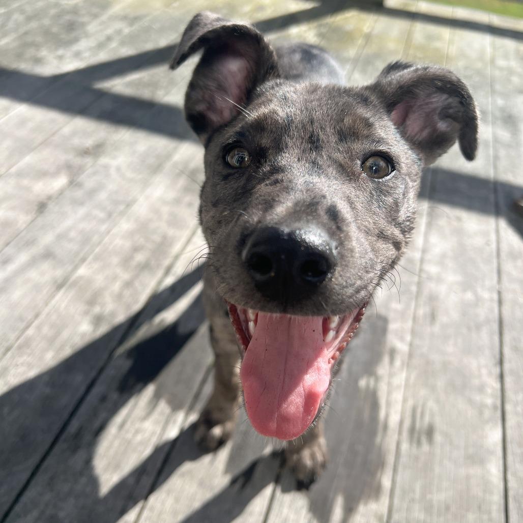 Enlarge Lil, a Adoptable mixed breed in Woodinville, WA image 4/6