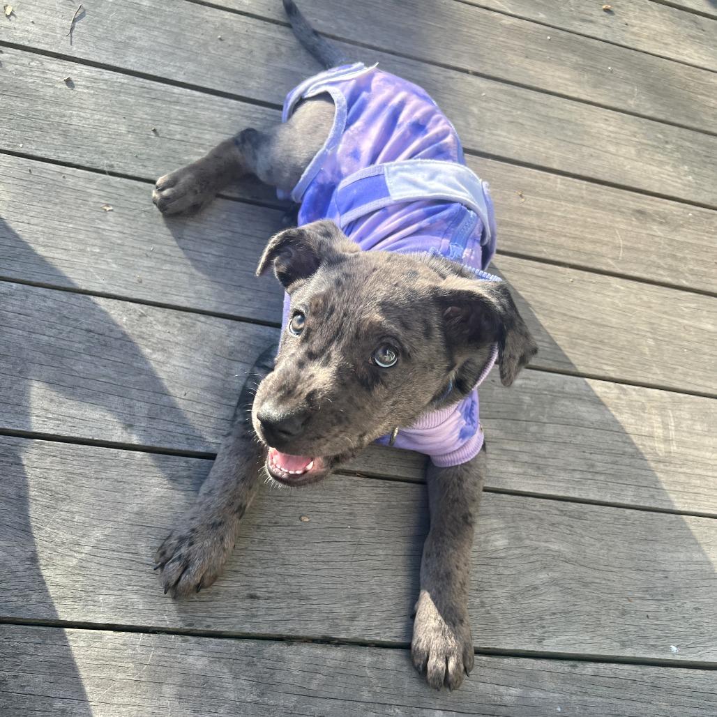 Enlarge Lil, a Adoptable mixed breed in Woodinville, WA image 5/6