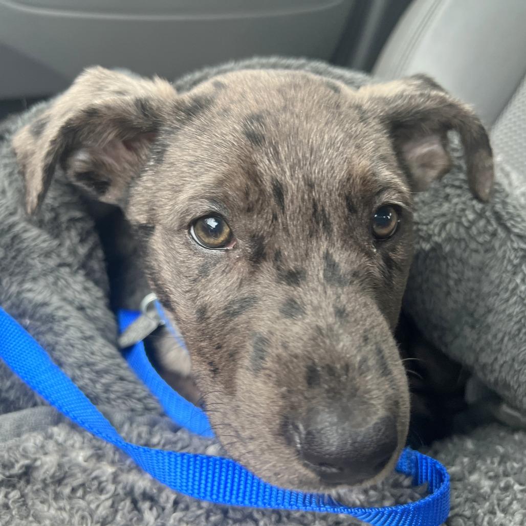 Enlarge Lil, a Adoptable mixed breed in Woodinville, WA image 6/6