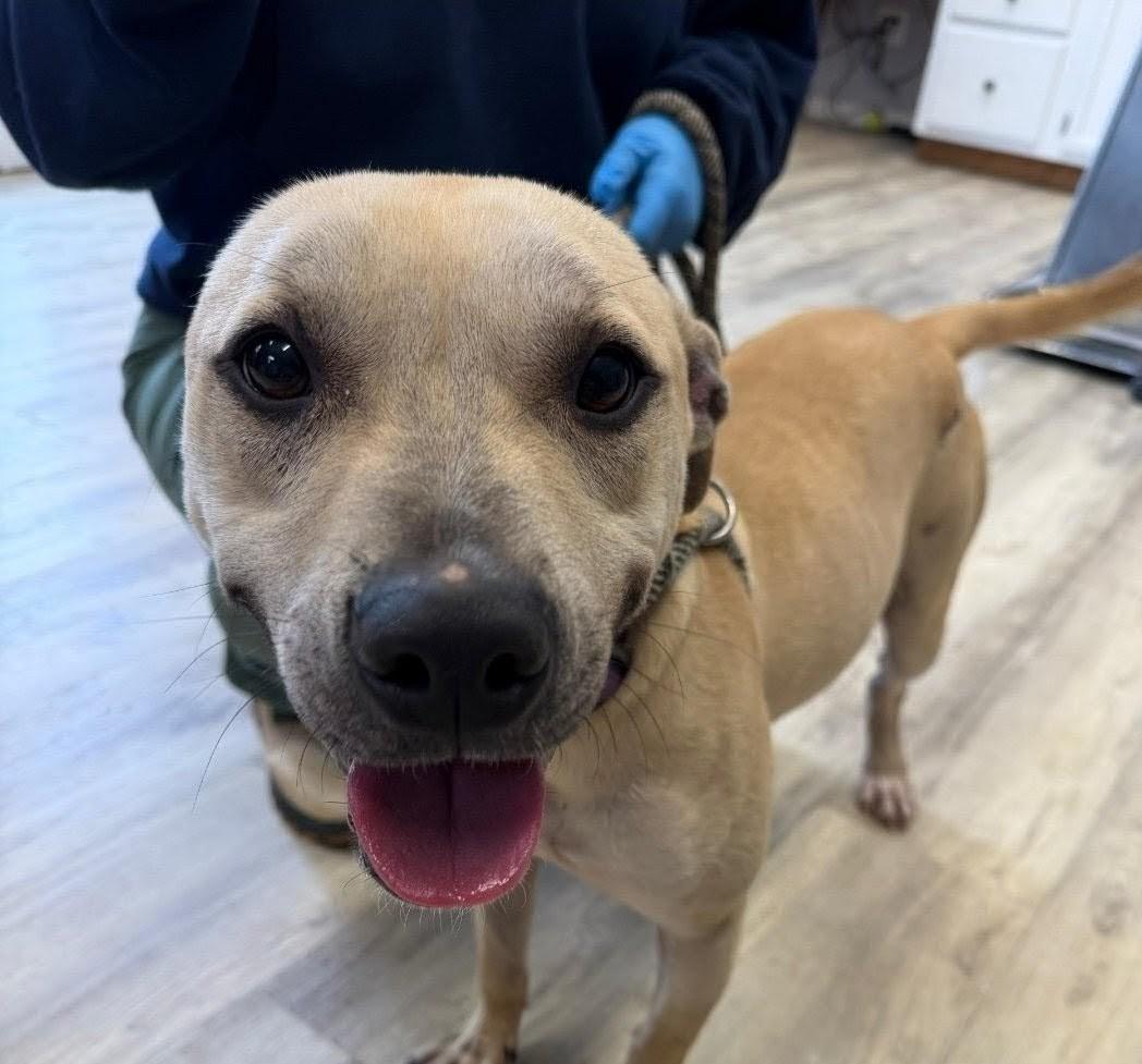 Alanzo, ADOPTABLE, Adult Male Mixed Breed.