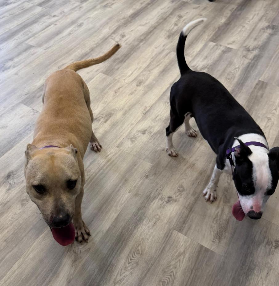 Alanzo, a ADOPTABLE Mixed Breed in PHILADELPHIA, TN image 2/2