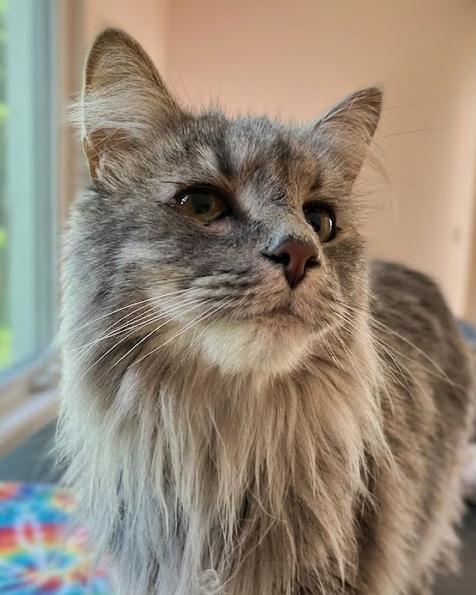 BITSY (Bonded with Itsy), a Adopted mixed breed in Northfield, OH image 1/2