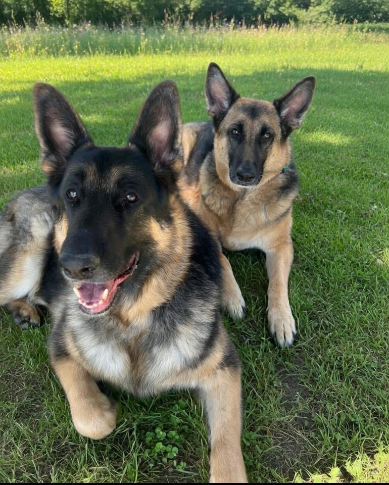 Enlarge Kassidi , an adopted German Shepherd Dog in Fairfax, VA image 3/5