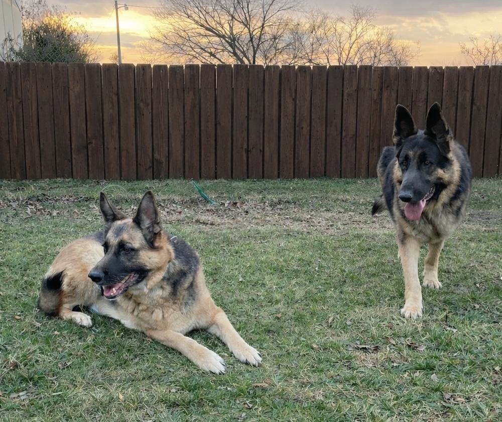 Enlarge Kassidi , an adopted German Shepherd Dog in Fairfax, VA image 2/5
