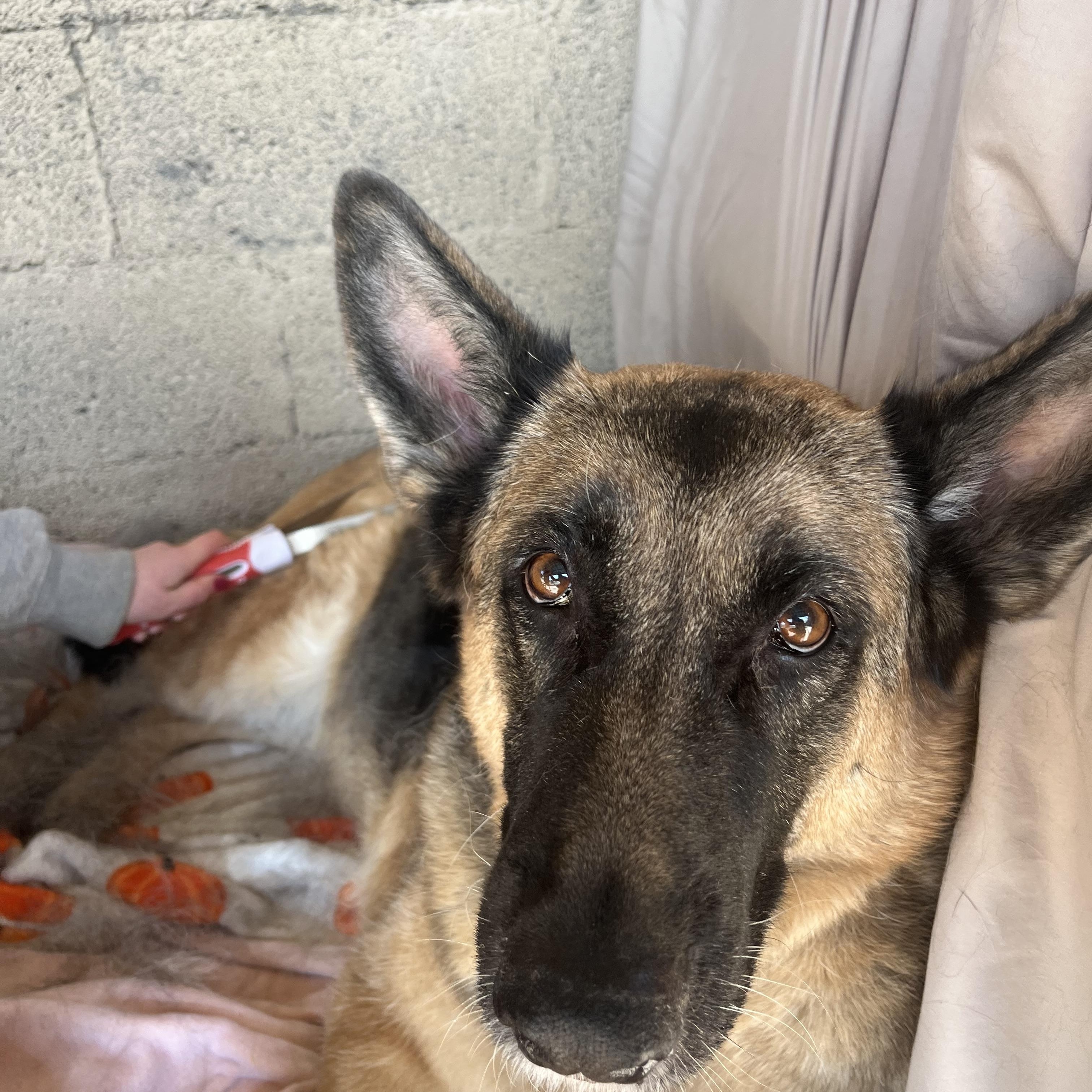 Enlarge Kassidi , an adopted German Shepherd Dog in Fairfax, VA image 4/5