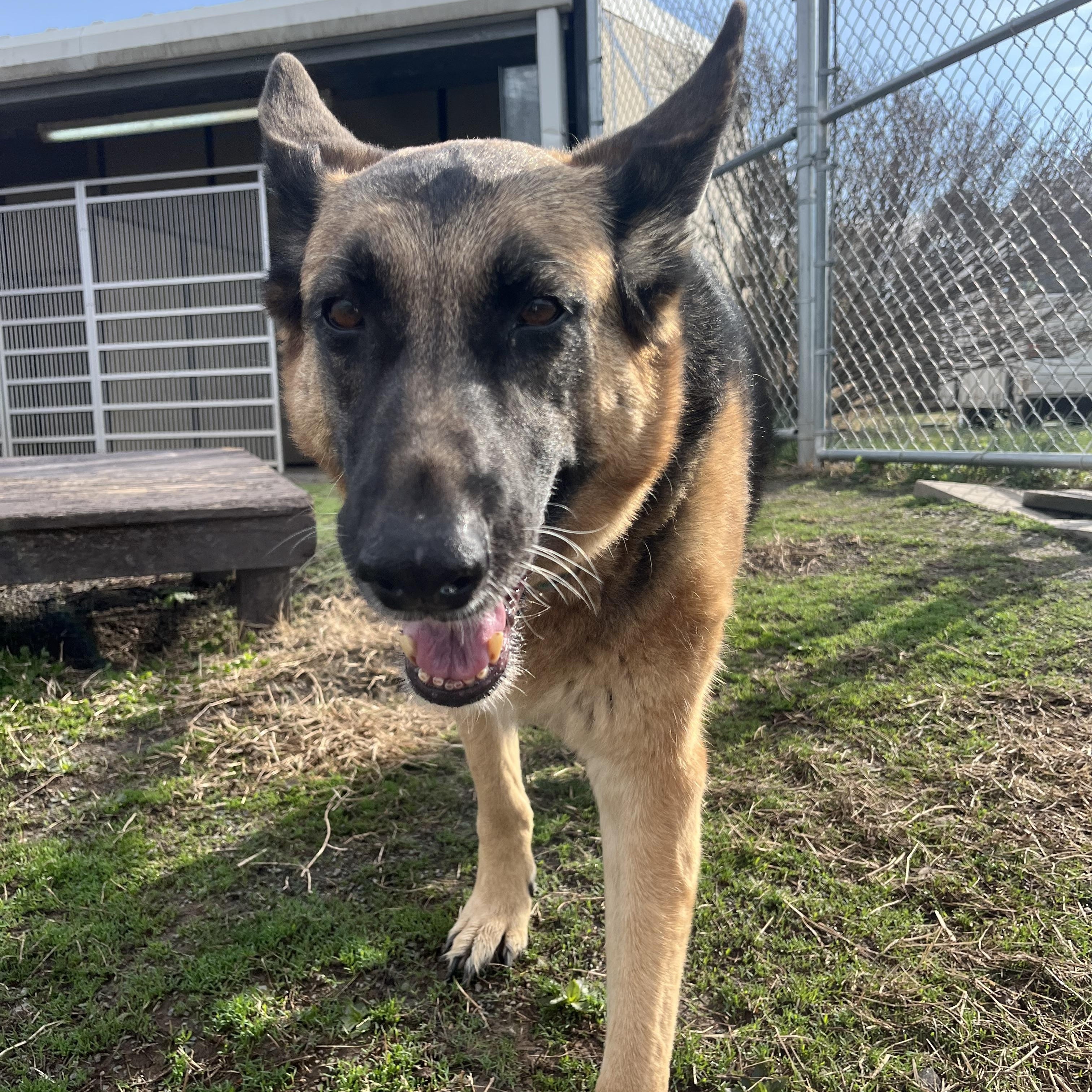 Enlarge Kassidi , an adopted German Shepherd Dog in Fairfax, VA image 5/5