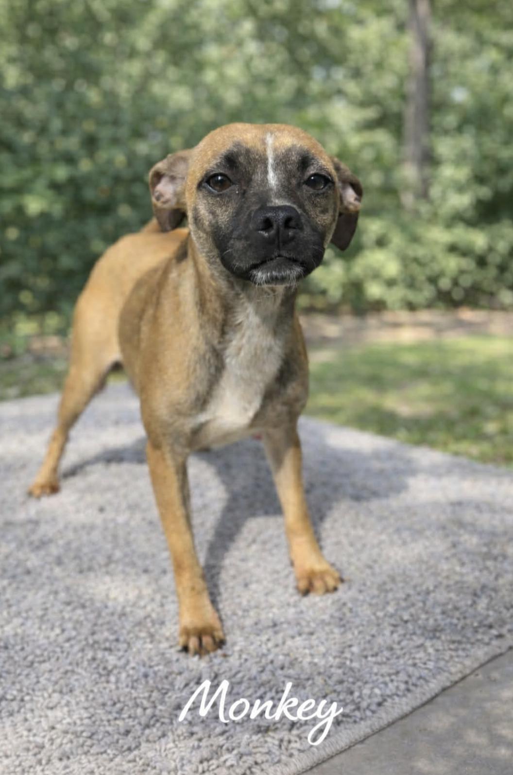 Monkey — thumbnail 5