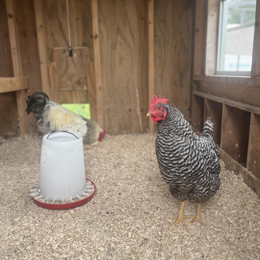 Enlarge Madonna, a Adoptable Chicken in Baldwin, WI image 1/3