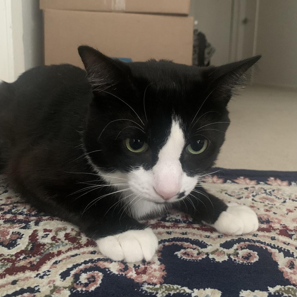 Enlarge Mumble, a Adoptable Domestic Short Hair in Los Angeles, CA image 1/6