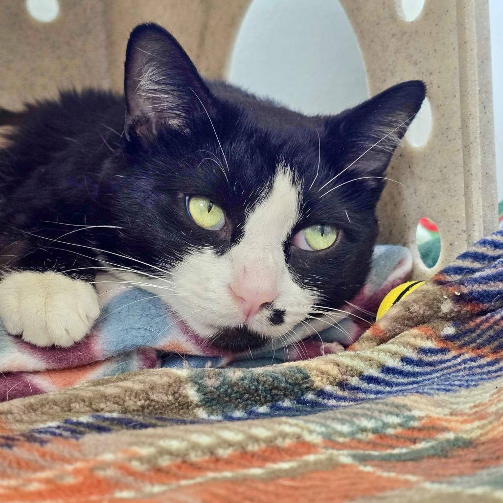 Mumble, Adoptable, Adult Male Domestic Short Hair.