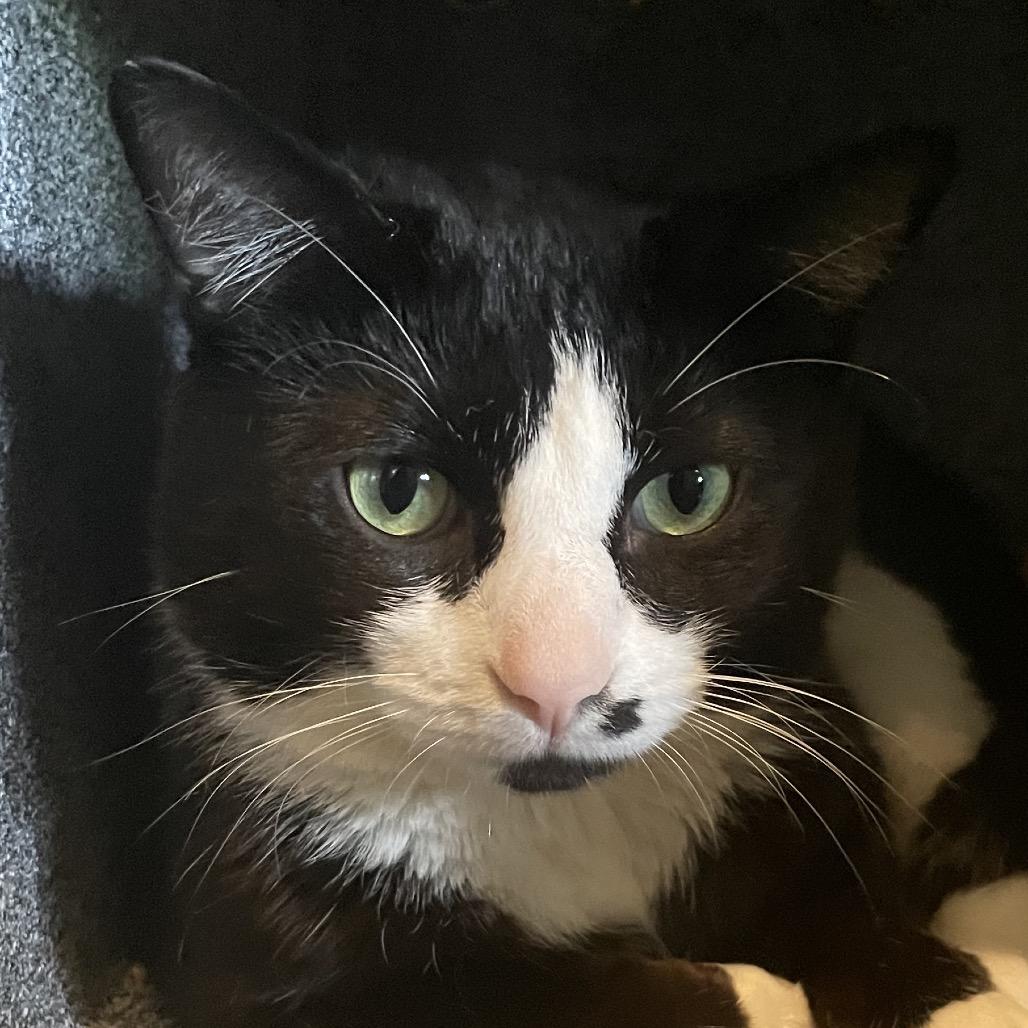 Enlarge Mumble, a Adoptable Domestic Short Hair in Los Angeles, CA image 3/4