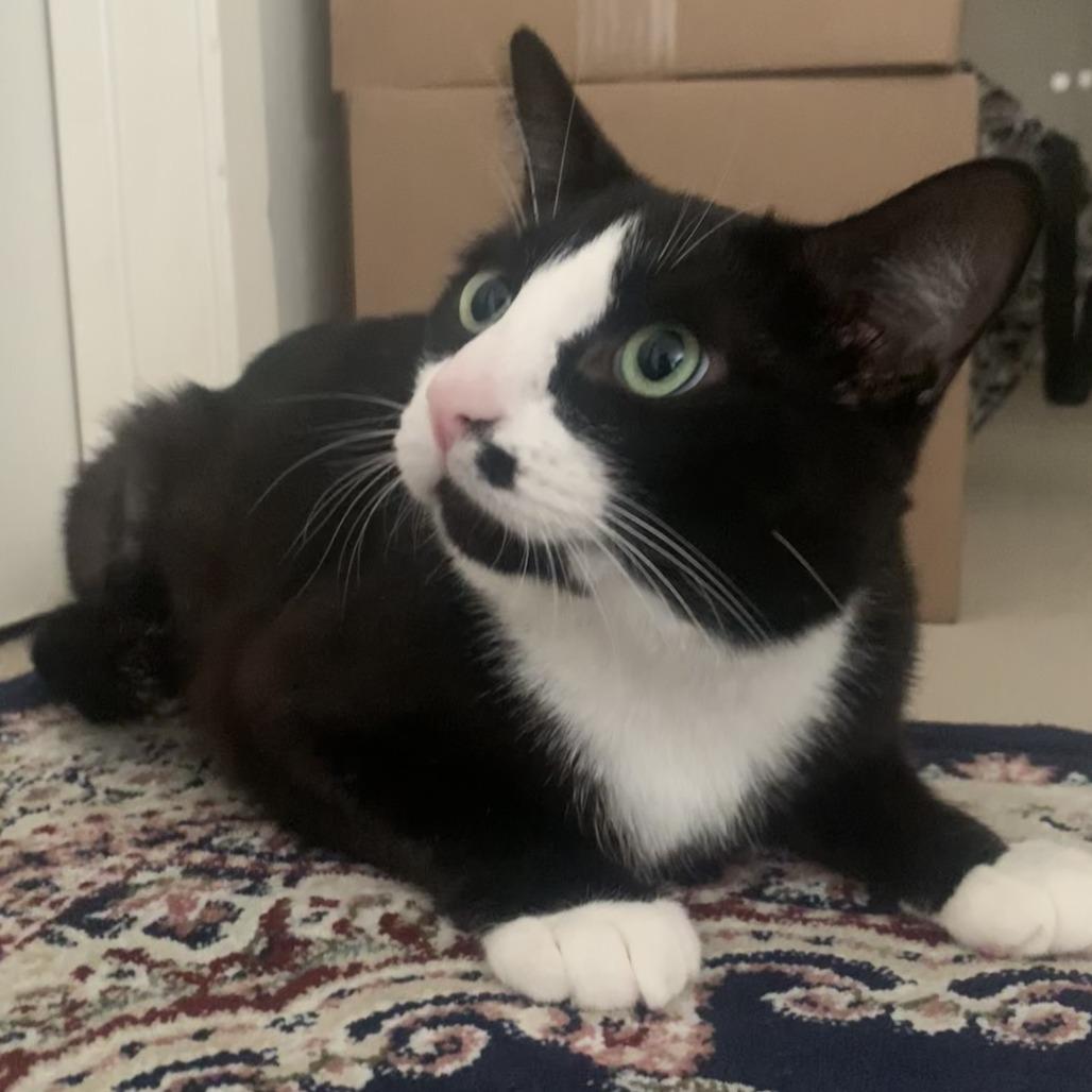 Enlarge Mumble, a Adoptable Domestic Short Hair in Los Angeles, CA image 5/6