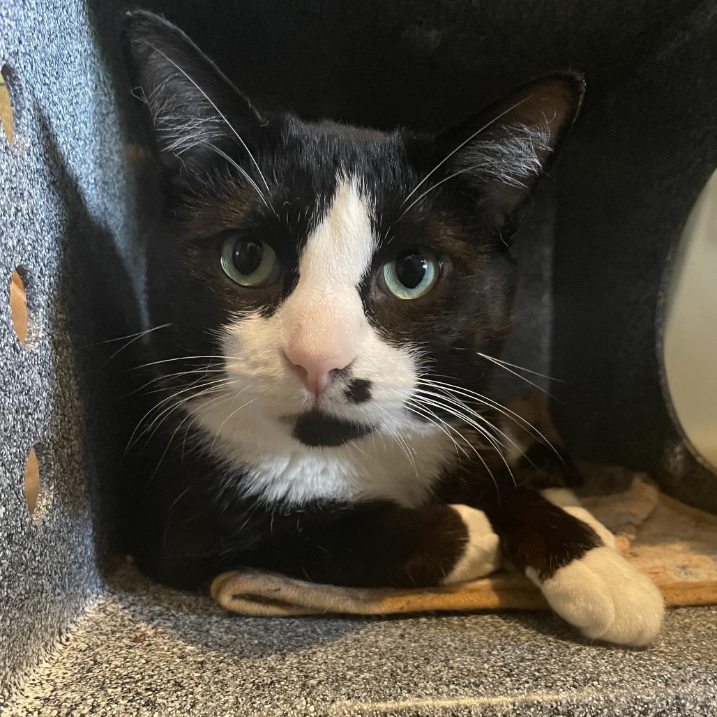 Enlarge Mumble, a Adoptable Domestic Short Hair in Los Angeles, CA image 4/4