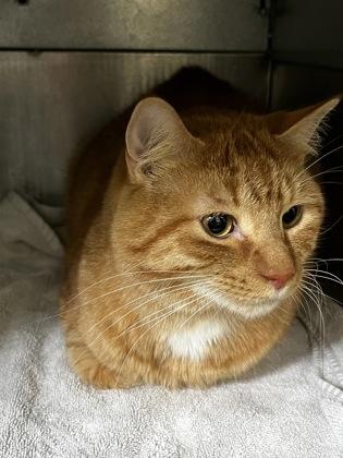 Enlarge Chuck, a Adoptable mixed breed in Simcoe, ON image 1/1