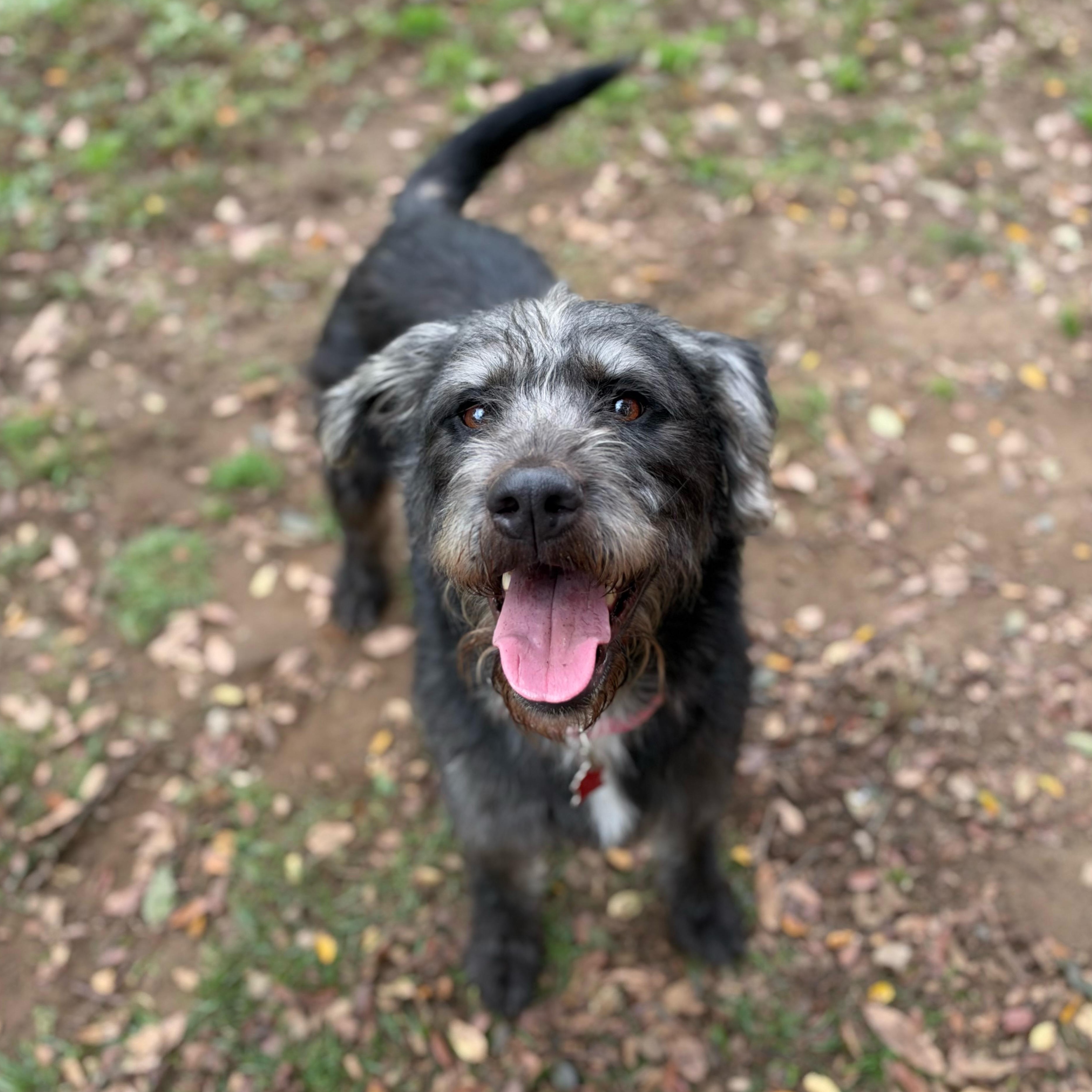 Enlarge Cheerliee, a Adopted mixed breed in Sudbury, MA image 1/5