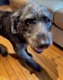 Enlarge Cheerliee, a Adopted mixed breed in Sudbury, MA image 2/5