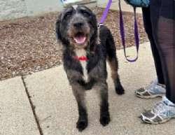 Enlarge Cheerliee, a Adopted mixed breed in Sudbury, MA image 3/5
